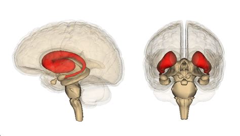 Striatum .